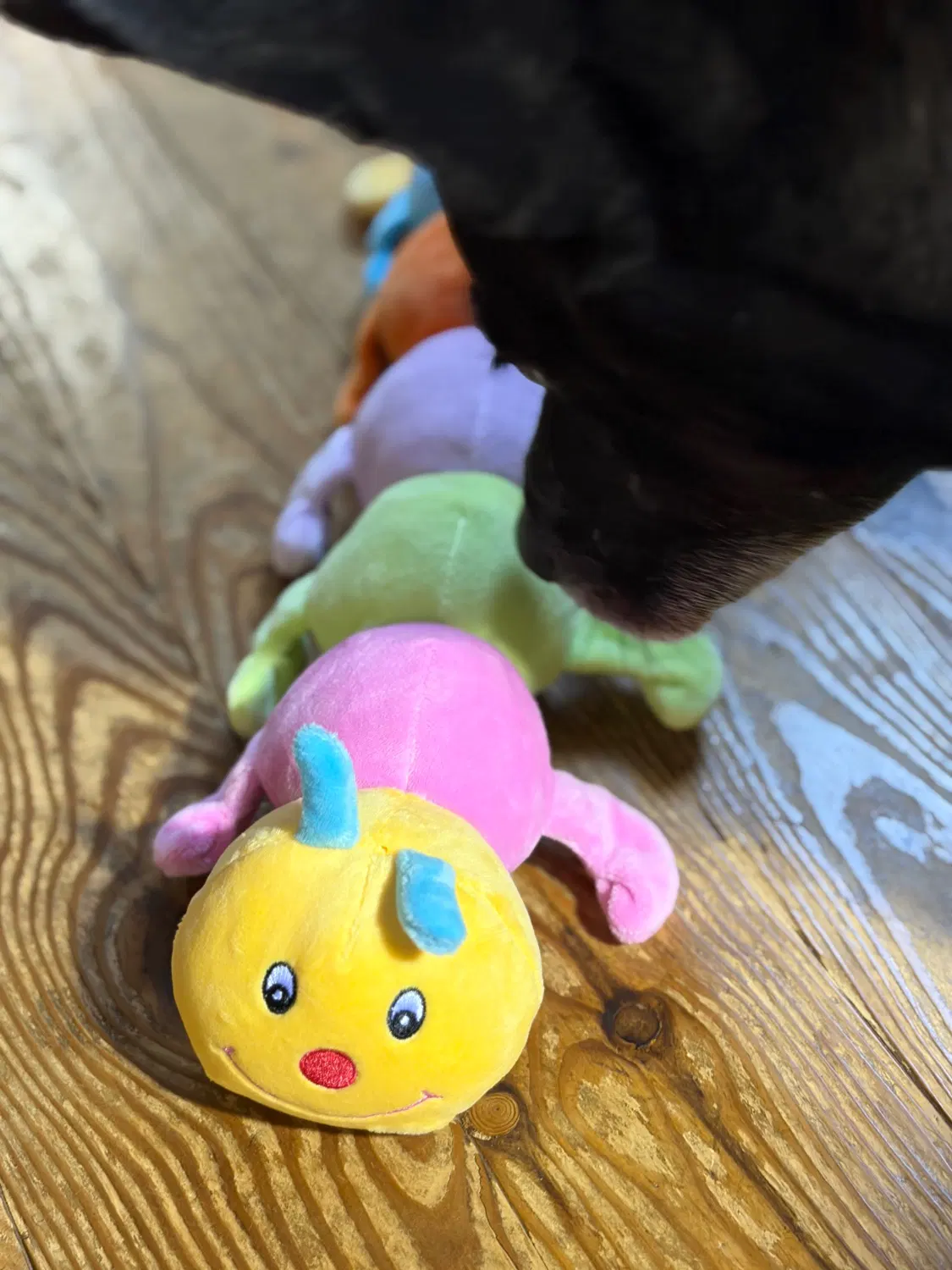 カラフルないもむしのぬいぐるみに近寄る黒い犬