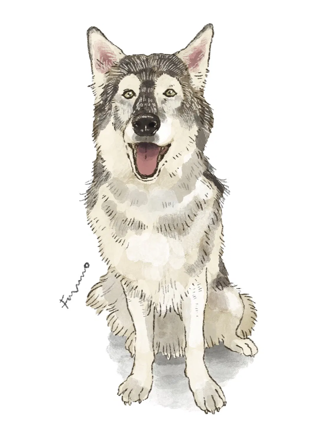 座ってこちらを見ている犬のイラスト。立ち耳のハスキー似。