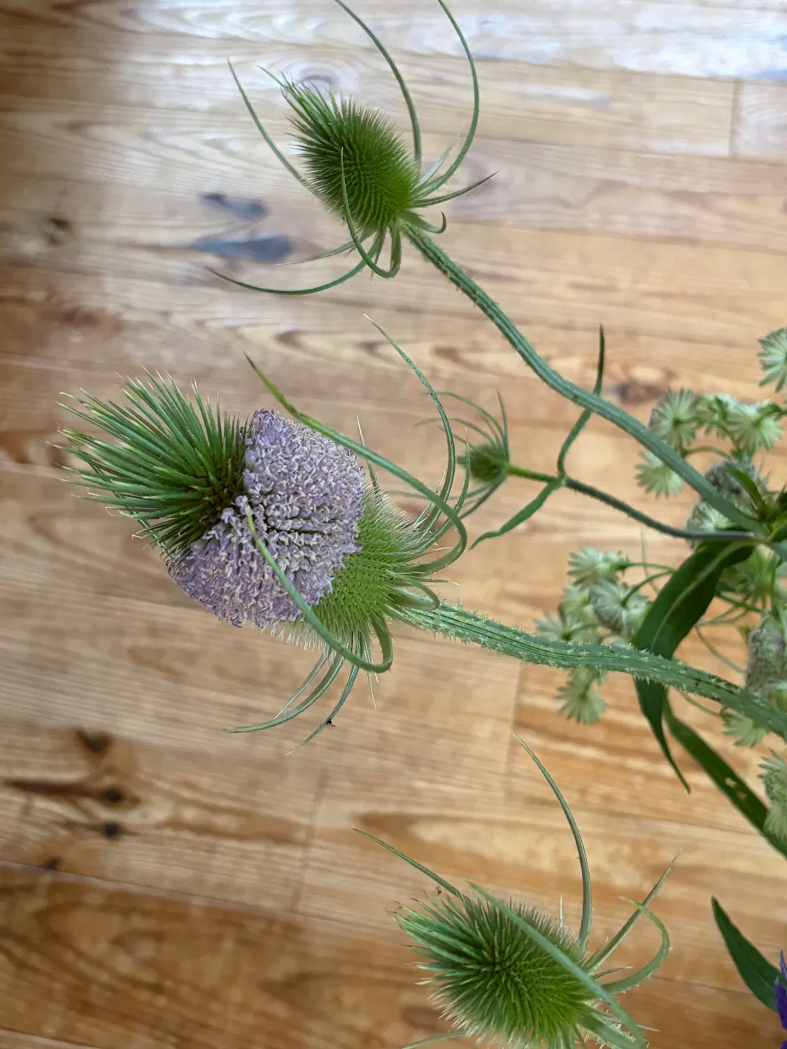 花のアップの写真。チーゼル。トゲトゲした花穂のまわりに薄紫の小さな花が咲いている